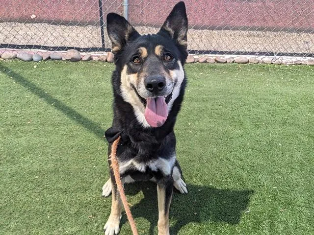 A young large-sized female German Shepherd Dog dog named Disco for adoption in Phoenix, AZ