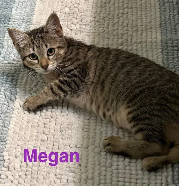 A baby medium-sized female Domestic Short Hair cat named Megan for adoption in Zimmerman, MN