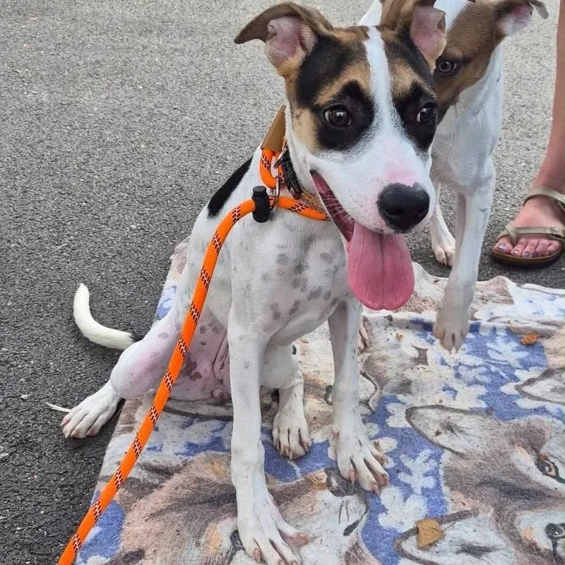 A young medium-sized female White / Cream Hound dog named Cami for adoption in Naperville, IL