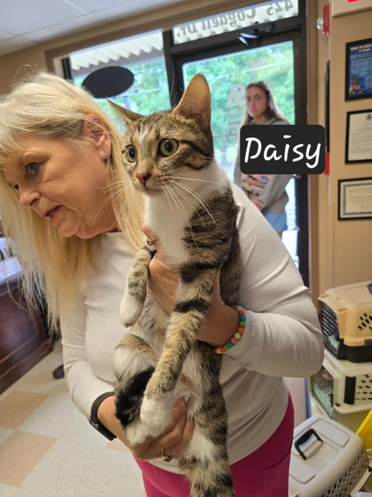 A young small-sized female Domestic Short Hair cat named Daisey for adoption in Maumelle, AR