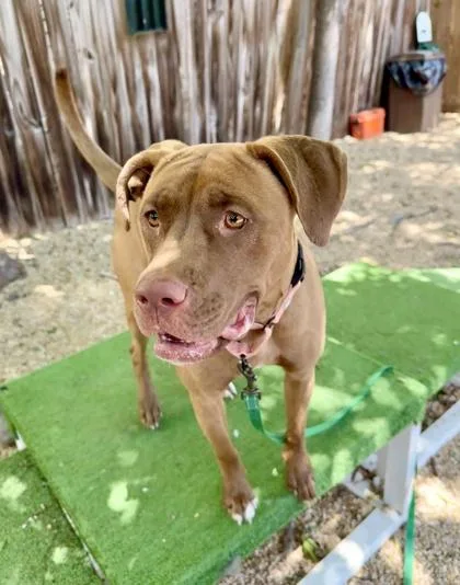 An adult large-sized female Pit Bull Terrier dog named Priya for adoption in Washington, DC