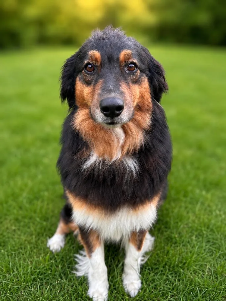 An adult medium-sized female Tricolor (Brown, Black, & White) Australian Shepherd dog named Rose for adoption in Ringwood, IL