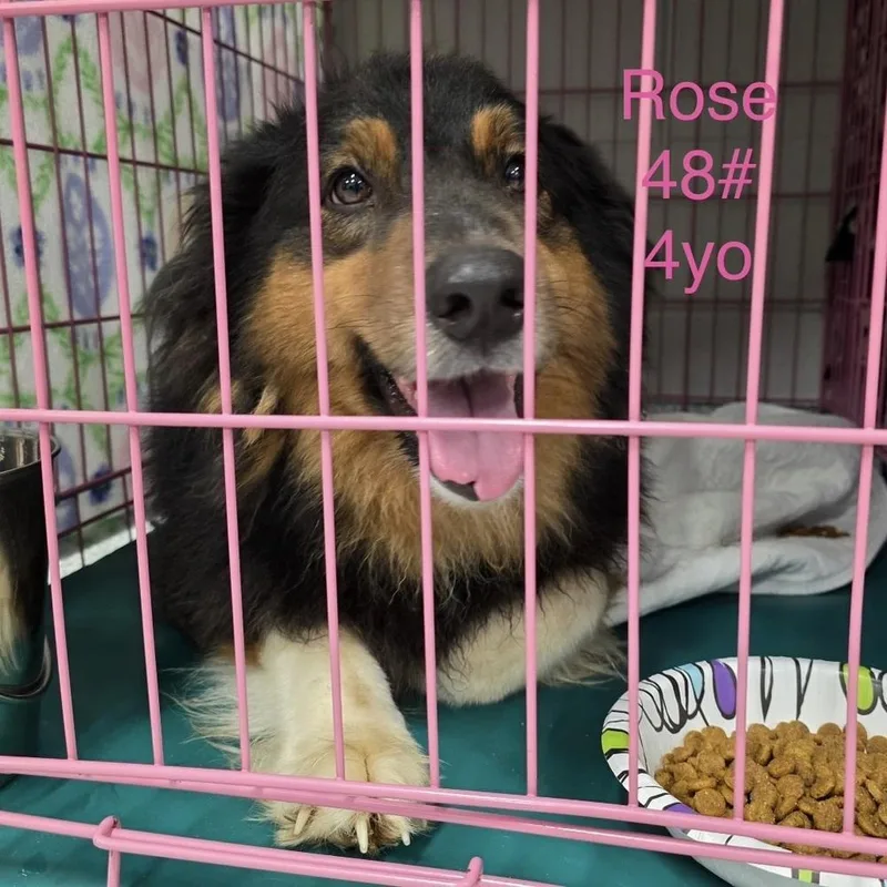 Rose thumbnail 5