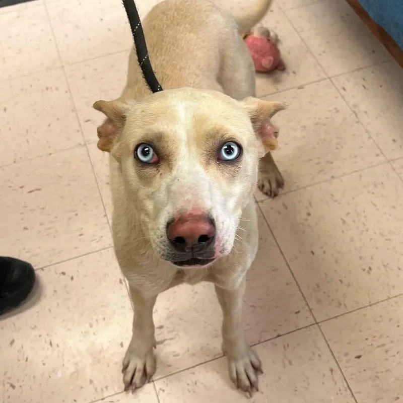 An adult medium-sized female Yellow / Tan / Blond / Fawn Mixed Breed dog named Halley for adoption in Fairfax Station, VA