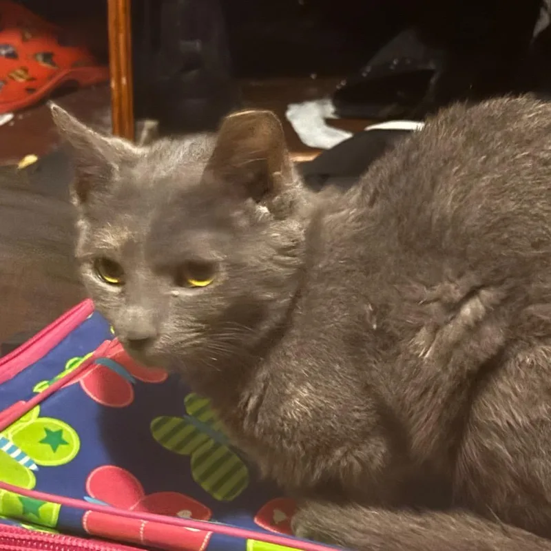 An adult small-sized female Gray / Blue / Silver Domestic Short Hair cat named Ms. Luna for adoption in Ringtown, PA