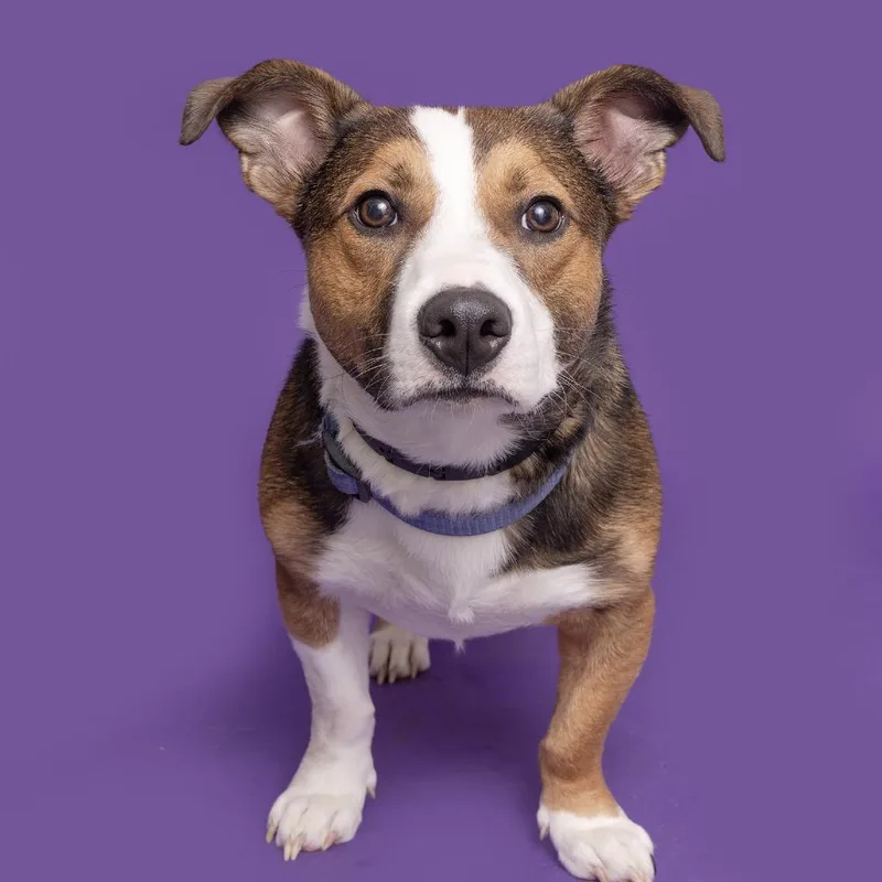 A young medium-sized male Black Mixed Breed dog named Martin for adoption in Franklin, TN