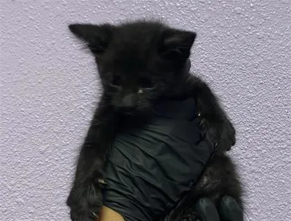 A baby small-sized male Black Domestic Short Hair cat named 61710561 for adoption in El Paso, TX