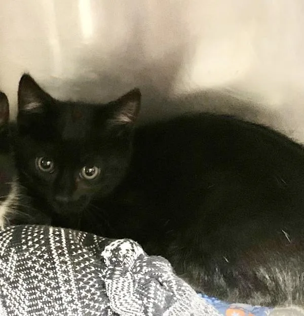 A baby small-sized male Domestic Short Hair cat named Larry for adoption in Santa Rosa, CA