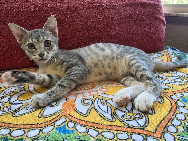A baby medium-sized male Tabby (Gray / Blue / Silver) Domestic Short Hair cat named Tony for adoption in SEVILLE, FL