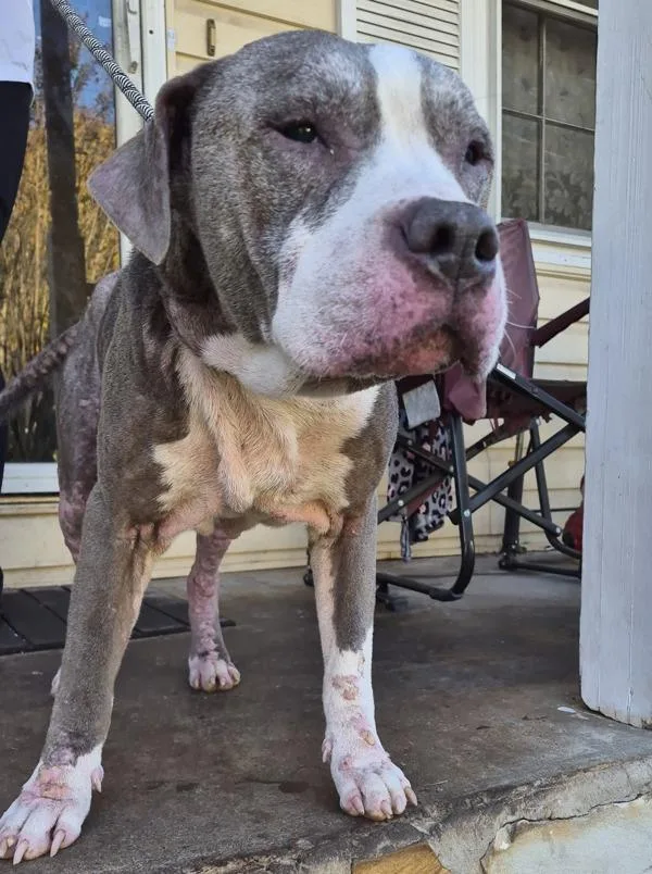 A senior large-sized male Staffordshire Bull Terrier dog named Pen Vc for adoption in Lawrenceville, GA