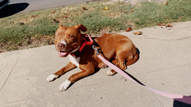 A young medium-sized female Pit Bull Terrier dog named Star for adoption in santa monica, CA