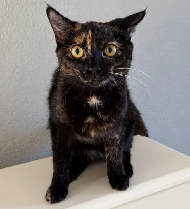 A baby small-sized female Tortoiseshell cat named Dahlia for adoption in Kenosha, WI