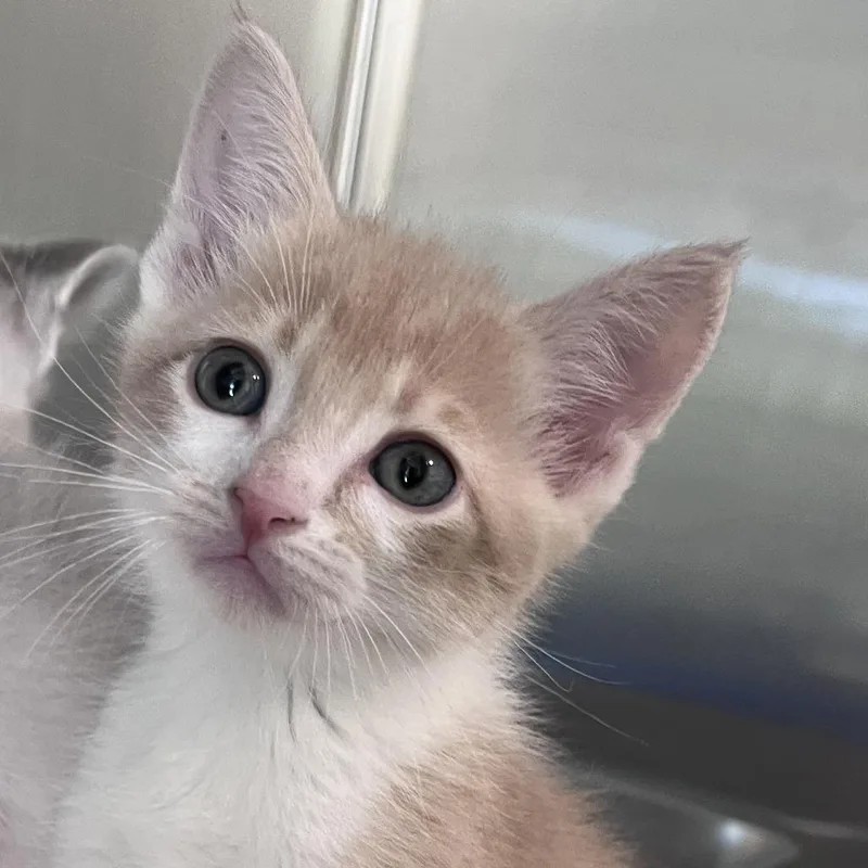 A baby small-sized male White Domestic Short Hair cat named Moon Pie for adoption in Washburn, MO