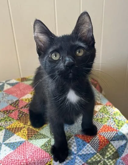 A young small-sized female Domestic Short Hair cat named Evy for adoption in Phoenix, AZ