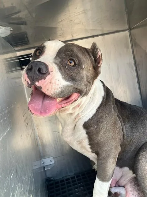 An adult medium-sized female Mixed Breed dog named Royal for adoption in Dallas, TX