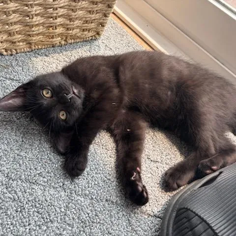 A baby small-sized male Black Domestic Short Hair cat named Dasani for adoption in Evanston, IL