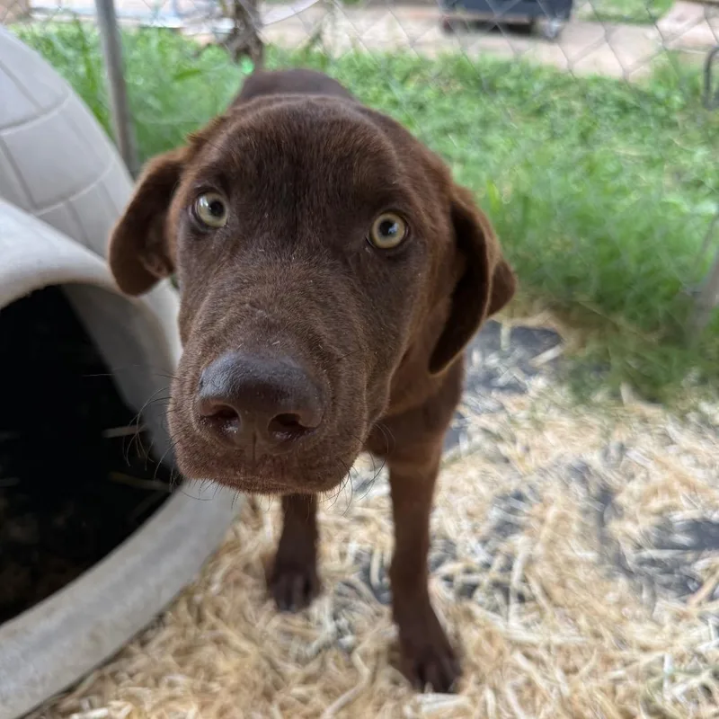 A young large-sized male Brown / Chocolate Chocolate Labrador Retriever dog named Kayce for adoption in Ennis, TX