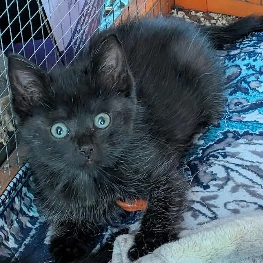 Nellie