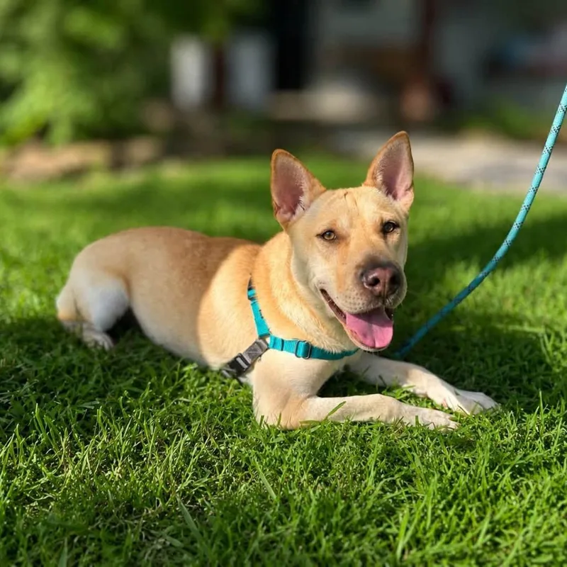 An adult medium-sized female Yellow / Tan / Blond / Fawn Shar-Pei dog named Junie B for adoption in San Antonio, TX