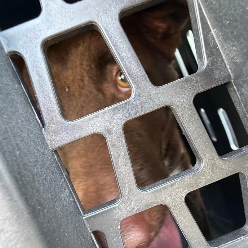 A young medium-sized male Red / Chestnut / Orange Mixed Breed dog named Simba for adoption in Lake Jackson, TX