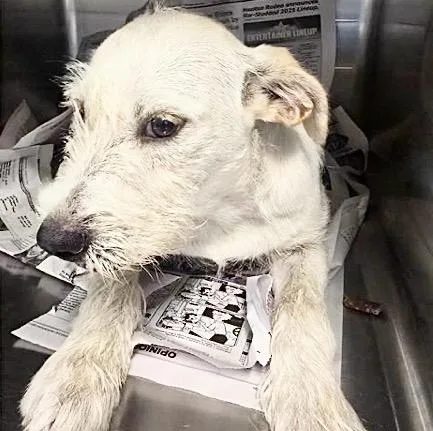 A young medium-sized male Patterdale Terrier / Fell Terrier dog named A for adoption in Houston, TX
