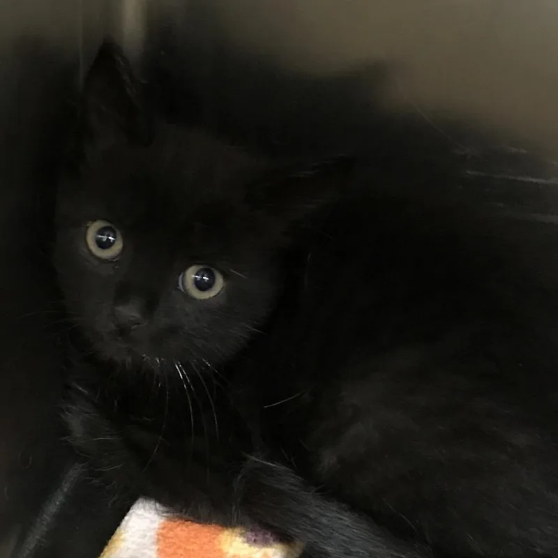 A baby small-sized male Black Domestic Short Hair cat named Parmesean for adoption in Newark, NJ