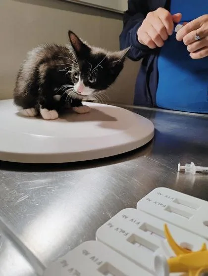 A baby small-sized female Domestic Short Hair cat named Eclair for adoption in Port Saint Joe, FL