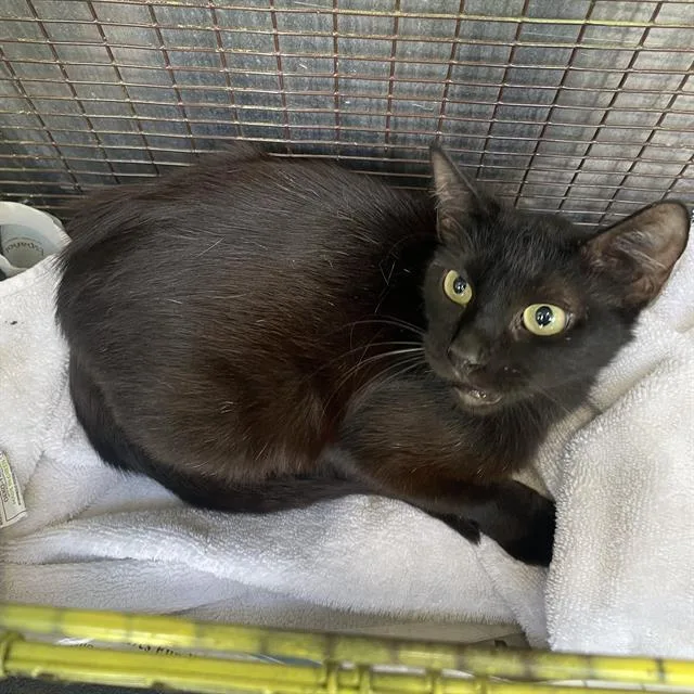 A young small-sized female Domestic Short Hair cat named Charcal for adoption in San Antonio, TX