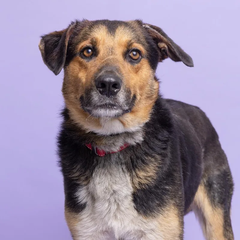 A senior medium-sized male Black Mixed Breed dog named Navy for adoption in Franklin, TN