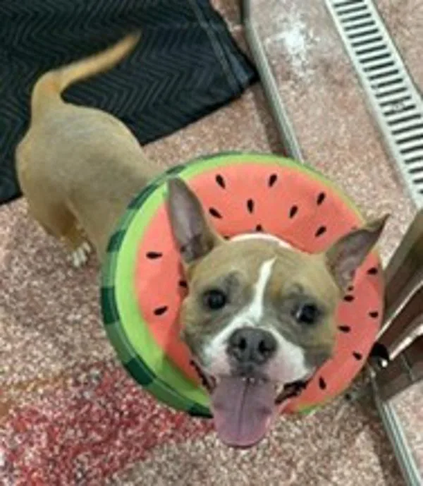 An adult medium-sized female American Bulldog dog named Prada for adoption in Stratham, NH