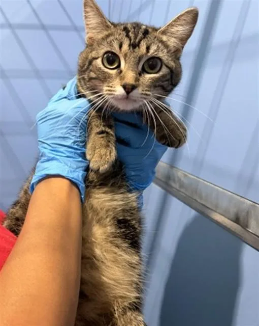 A young small-sized female Domestic Short Hair cat named Frankie for adoption in San Bernardino, CA
