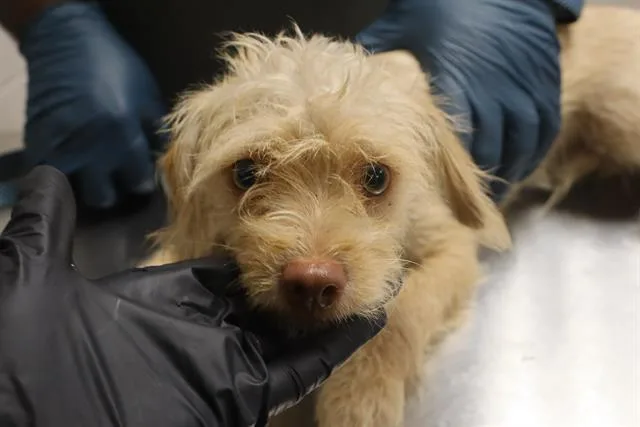 A young small-sized male Mixed Breed dog named Farrow for adoption in Columbia, SC