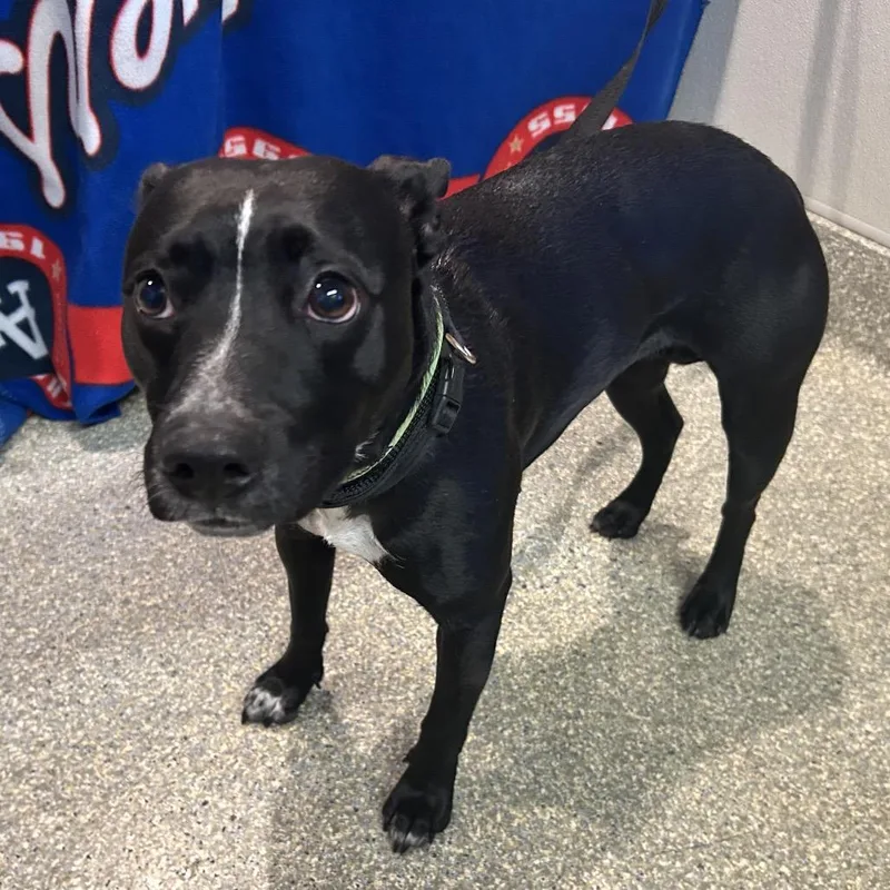 IVHSStray