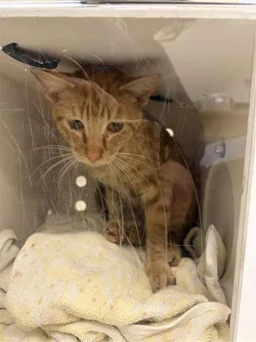 An adult small-sized male Domestic Short Hair cat named Pewter for adoption in Ontario, CA