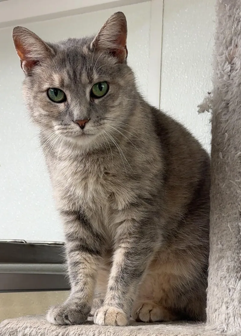 An adult medium-sized female Dilute Tortoiseshell Domestic Short Hair cat named TieDye for adoption in Kearneysville, WV
