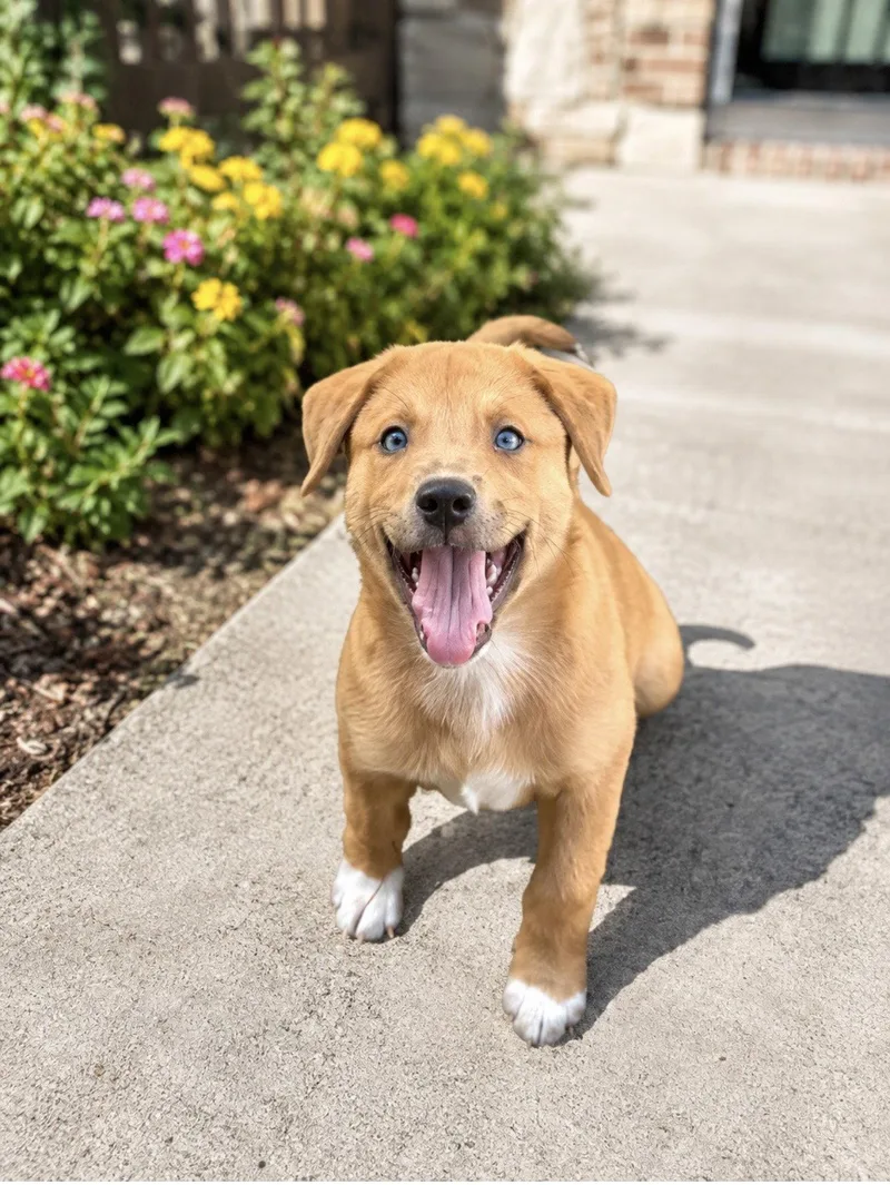 A baby medium-sized female Cattle Dog dog named Caramel for adoption in Euless, TX