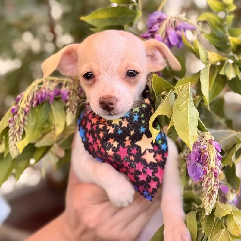 A baby small-sized female White / Cream Chihuahua dog named Starling for adoption in modesto, CA