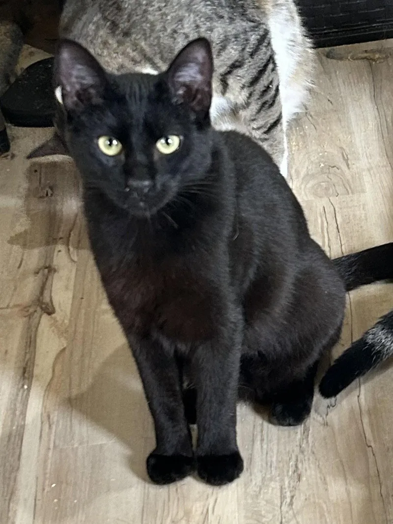 A young medium-sized male Black Domestic Short Hair cat named Pitch for adoption in Plano, TX