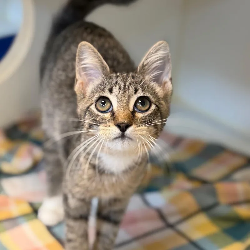 A baby small-sized female Brown / Chocolate Domestic Short Hair cat named Pooky for adoption in Tulsa, OK