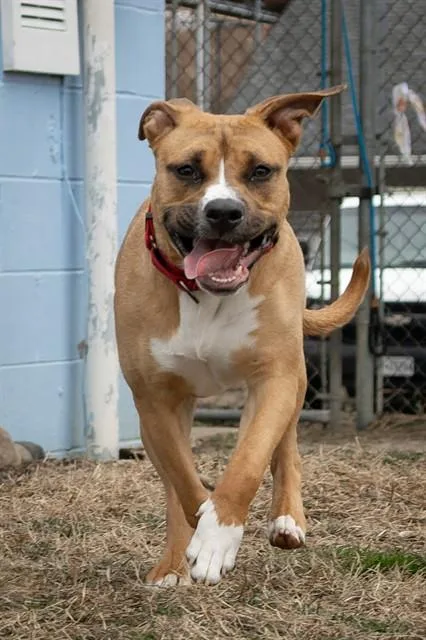 A young medium-sized female Pit Bull Terrier dog named Shera for adoption in Easton, MD