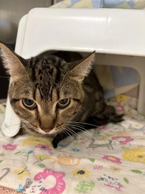 A young medium-sized male Domestic Short Hair cat named Zippity Doodah for adoption in Minneapolis, MN