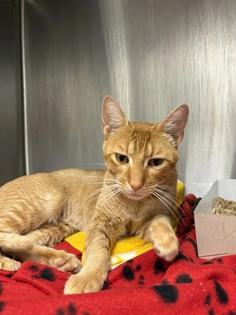 A young small-sized male Domestic Short Hair cat named Bugle Finger Hat for adoption in Indianapolis, IN
