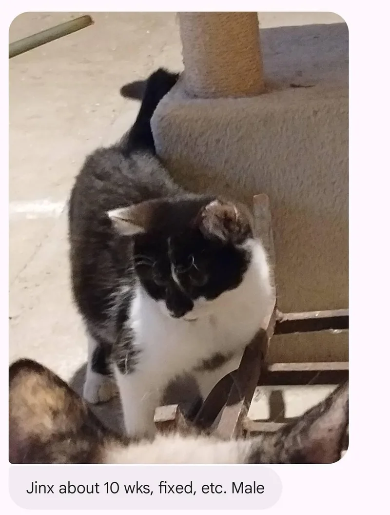 A young small-sized male Domestic Short Hair cat named Jinx for adoption in Clymer, PA