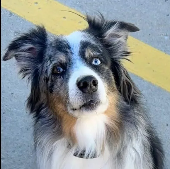 A senior medium-sized male Australian Shepherd dog named Goose for adoption in Ringwood, IL