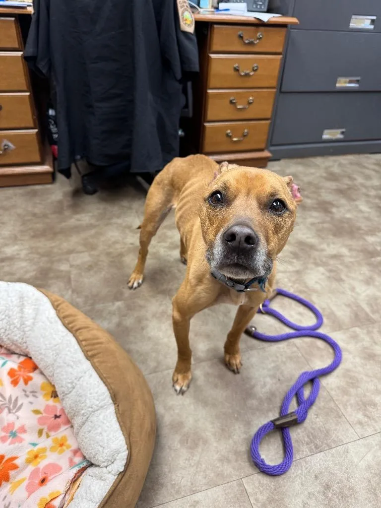 An adult medium-sized male Mixed Breed dog named Starbuck for adoption in Springfield, OH