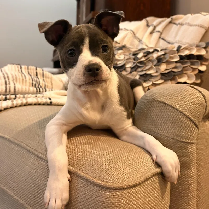 A baby medium-sized female Gray / Blue / Silver Boston Terrier dog named Liberty for adoption in La Grange, KY