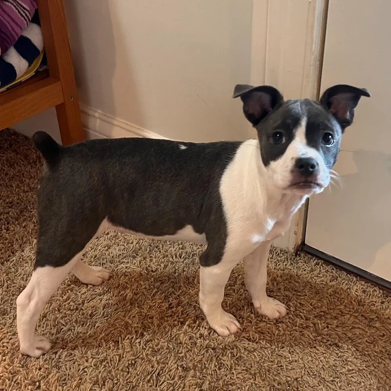 Liberty thumbnail 4