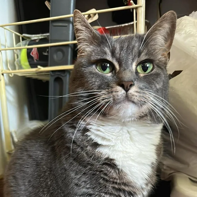 An adult medium-sized female Gray / Blue / Silver Domestic Short Hair cat named Dream for adoption in Saugerties, NY