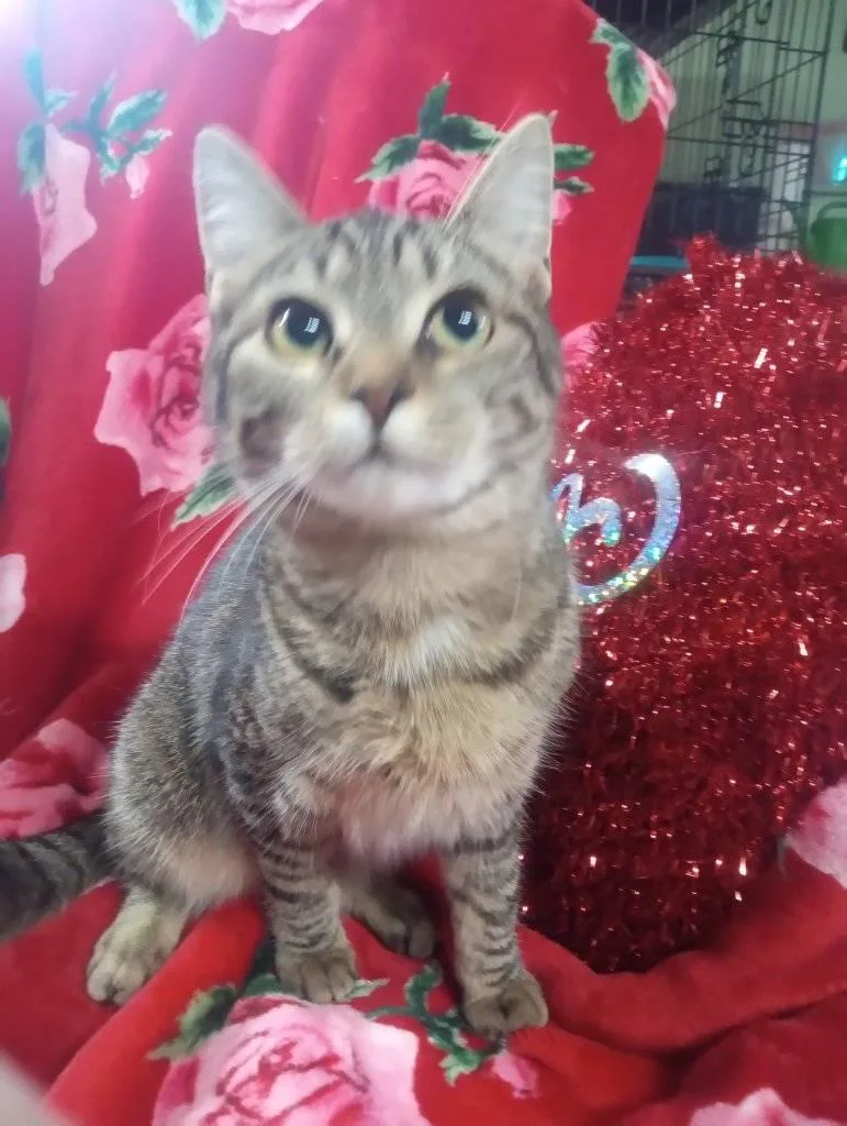 A young large-sized female Tabby (Brown / Chocolate) Domestic Short Hair cat named Bonnie for adoption in Scotland Neck, NC