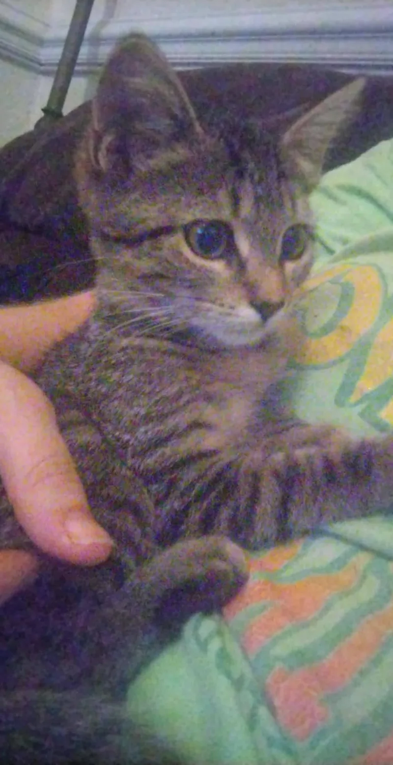 Bonnie thumbnail 2